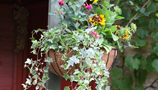 Hanging Baskets (31)